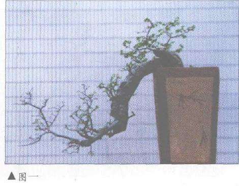 榆树桩景《游龙探海》怎么设计制作的方法