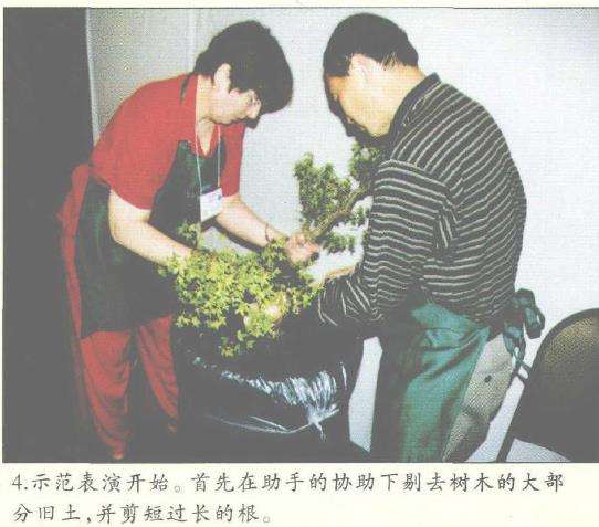 图解 美国盆栽大会制作水旱盆景的12个过程