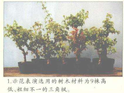 图解 美国盆栽大会制作水旱盆景的12个过程