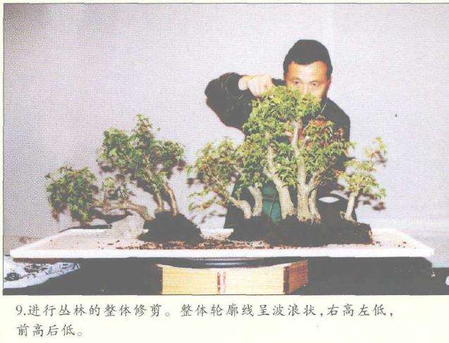 图解 美国盆栽大会制作水旱盆景的12个过程