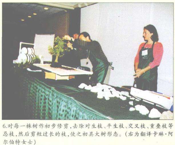图解 美国盆栽大会制作水旱盆景的12个过程