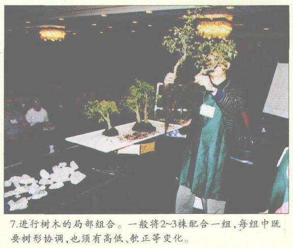 图解 美国盆栽大会制作水旱盆景的12个过程