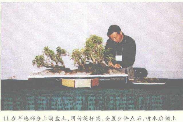 图解 美国盆栽大会制作水旱盆景的12个过程