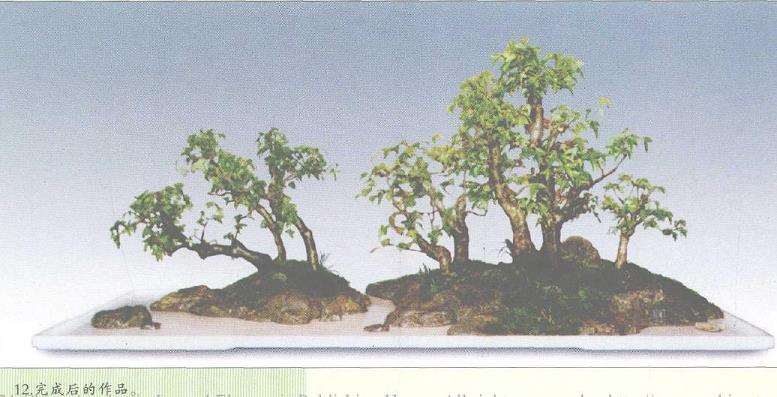 图解 美国盆栽大会制作水旱盆景的12个过程