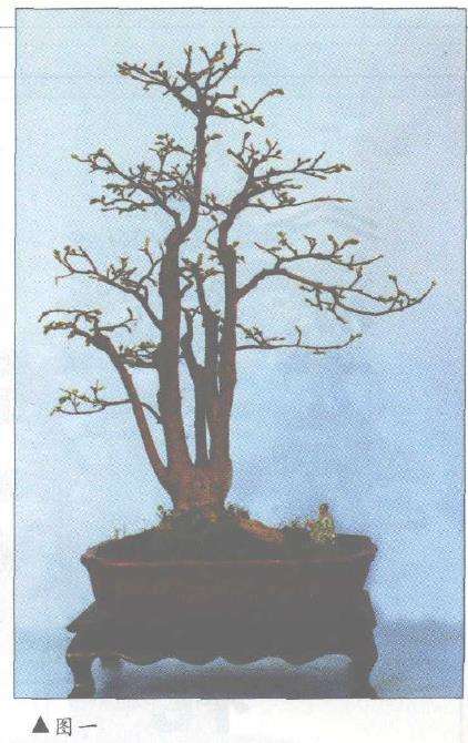 图解 对几件盆景怎么造型设计10个方法