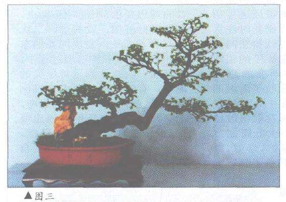 图解 对几件盆景怎么造型设计10个方法