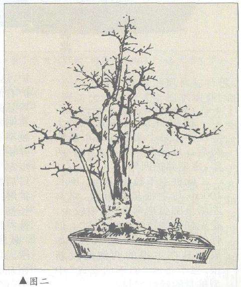 图解 对几件盆景怎么造型设计10个方法