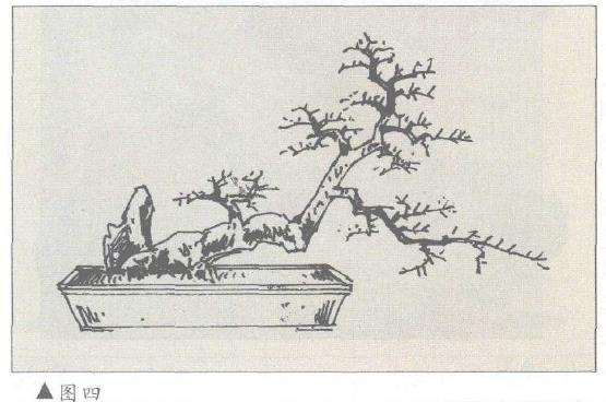 图解 对几件盆景怎么造型设计10个方法