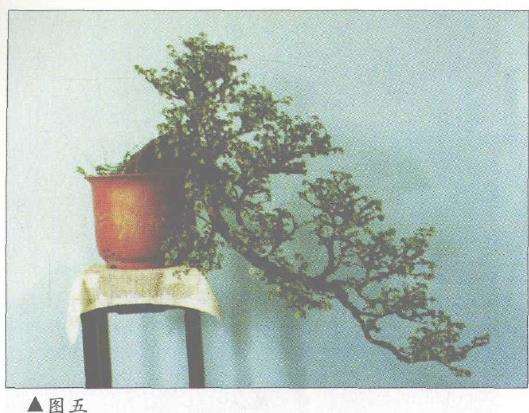 图解 对几件盆景怎么造型设计10个方法