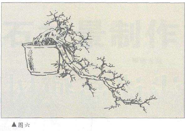 图解 对几件盆景怎么造型设计10个方法