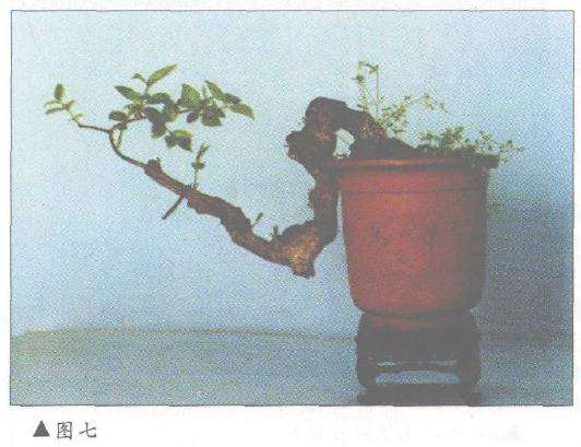图解 对几件盆景怎么造型设计10个方法