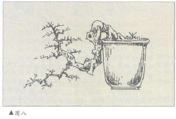 图解 对几件盆景怎么造型设计10个方法