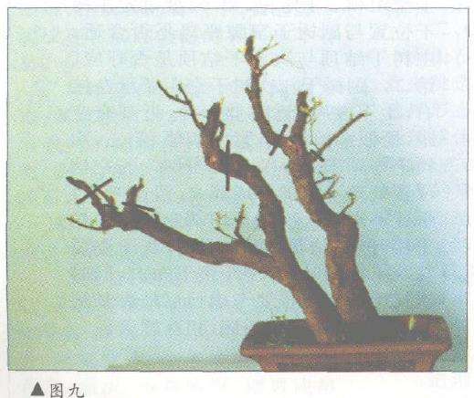 图解 对几件盆景怎么造型设计10个方法