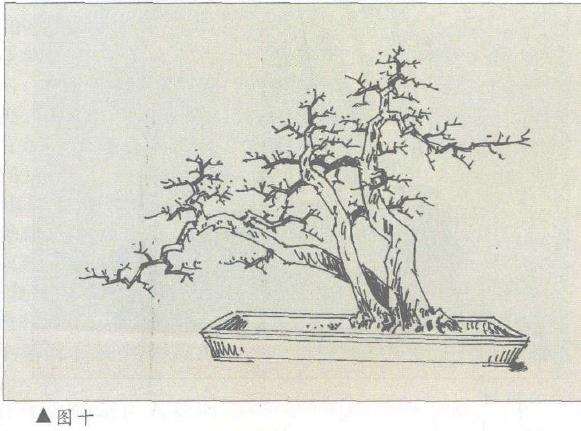 图解 对几件盆景怎么造型设计10个方法