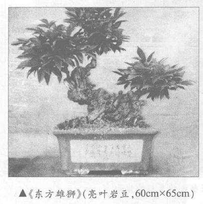 怎么制作岩豆盆景的5个步骤