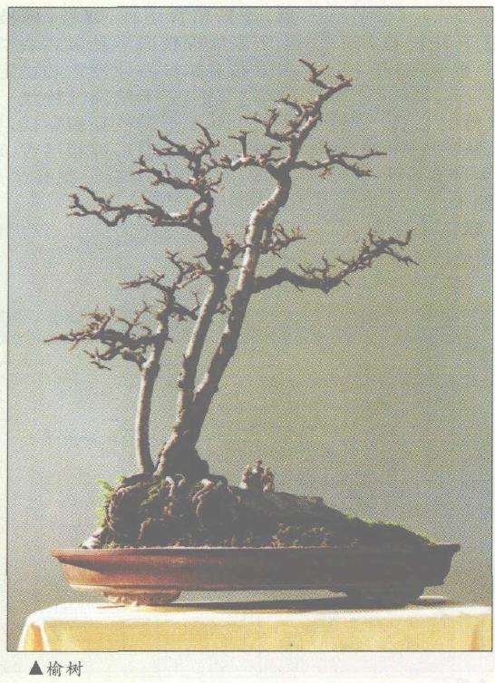 浅谈高瘦树盆景怎么取材的3个步骤