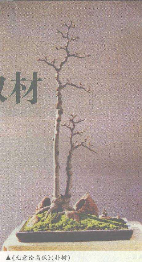 浅谈高瘦树盆景怎么取材的3个步骤