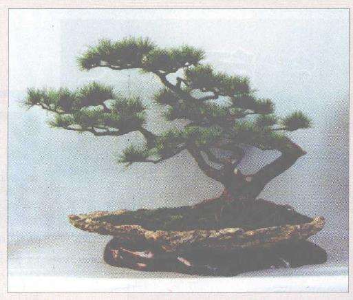 中国盆景怎么向求新求精的方向发展