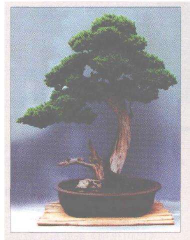 中国盆景怎么向求新求精的方向发展