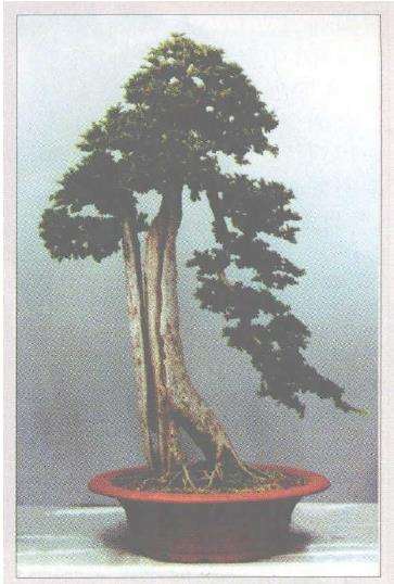 中国盆景怎么向求新求精的方向发展