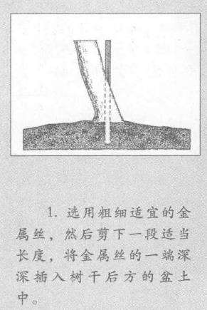 图解 盆景枝干怎么蟠扎的3个技巧