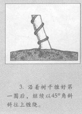 图解 盆景枝干怎么蟠扎的3个技巧