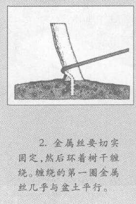图解 盆景枝干怎么蟠扎的3个技巧