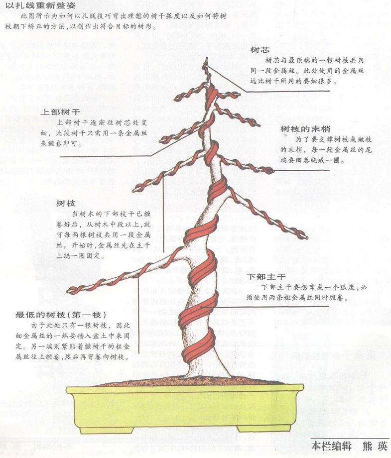 图解 盆景枝干怎么蟠扎的3个技巧