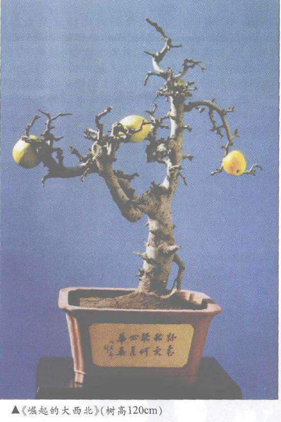 99昆明世界园艺博览会盆景评比期间