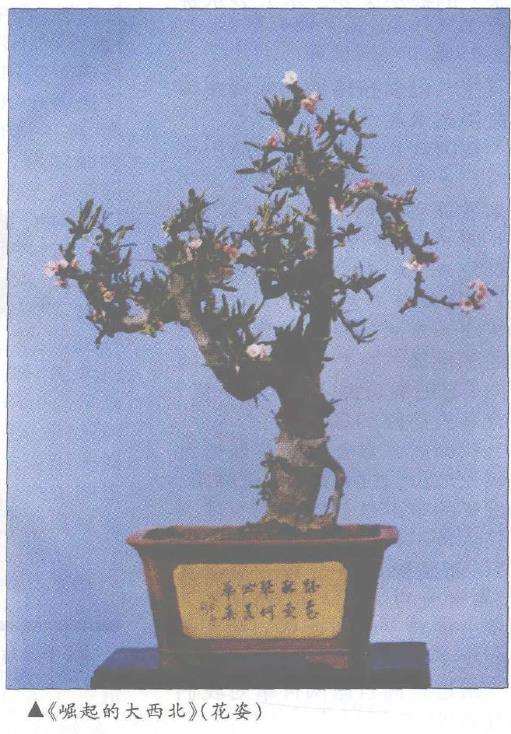 99昆明世界园艺博览会盆景评比期间