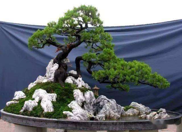 水旱盆景的盆土很少 怎样养护的6个方法