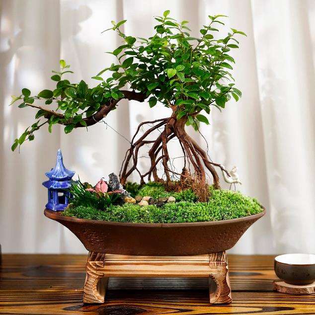 老桩雀梅盆景虫蛀桩体 怎样灭虫