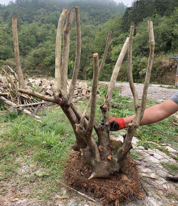 映山红下山桩移栽入盆 一直萎靡不振