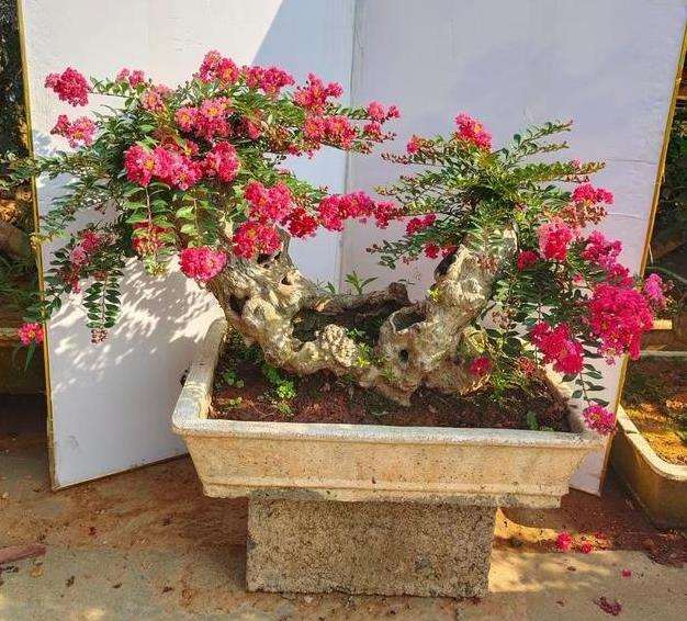 为什么紫薇盆景盆底 根穴部有蚁巢