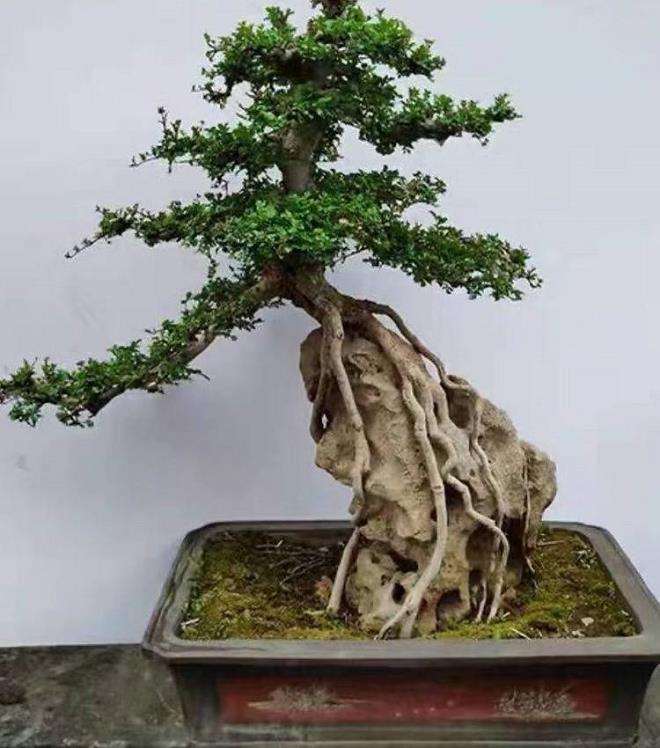 对节白蜡盆景树桩怎么造型设计的2个方法