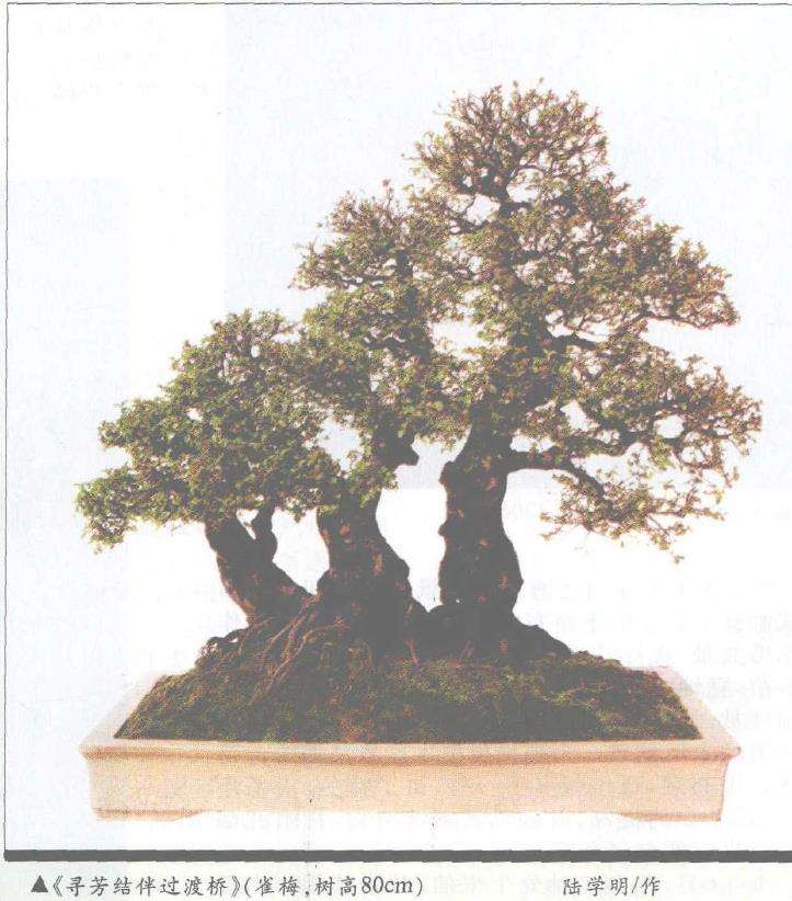 怎么以创新精神共同构建中国盆景艺术流派