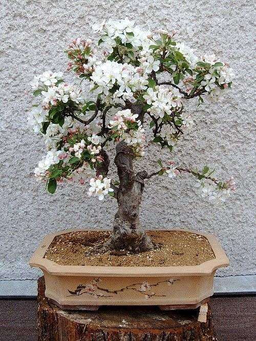 我们高兴而地向您报告《花术盆景》又一新行动