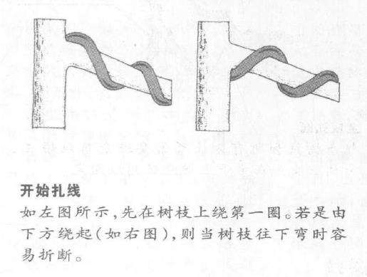 图解 盆景枝干怎么蟠扎的6个技巧