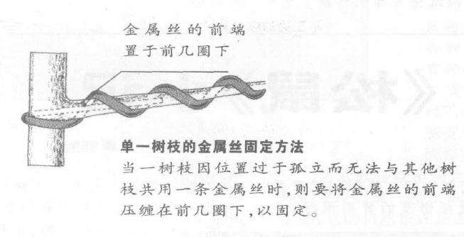 图解 盆景枝干怎么蟠扎的6个技巧