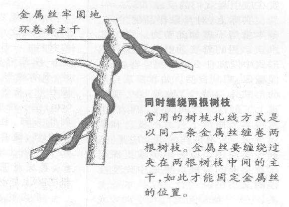 图解 盆景枝干怎么蟠扎的6个技巧