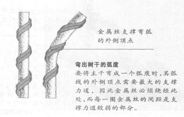 图解 盆景枝干怎么蟠扎的6个技巧