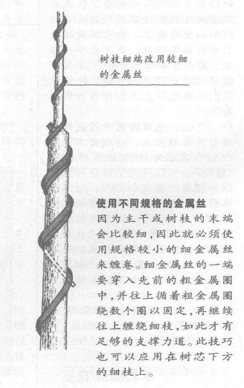 图解 盆景枝干怎么蟠扎的6个技巧