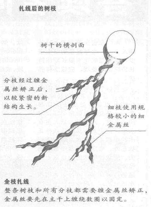 图解 盆景枝干怎么蟠扎的6个技巧
