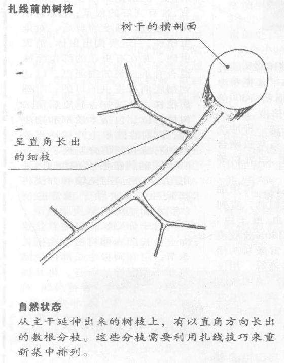 图解 盆景枝干怎么蟠扎的6个技巧