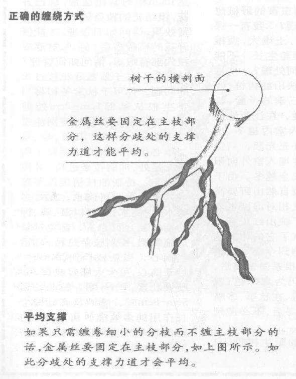 图解 盆景枝干怎么蟠扎的6个技巧