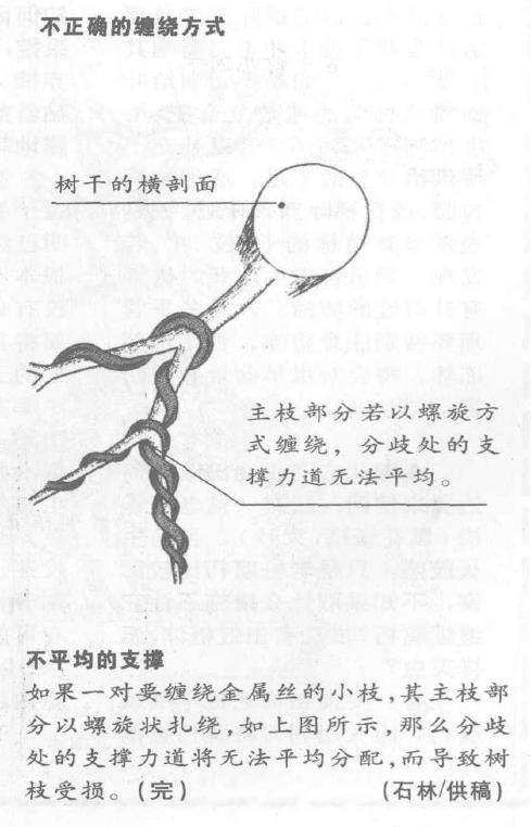 图解 盆景枝干怎么蟠扎的6个技巧