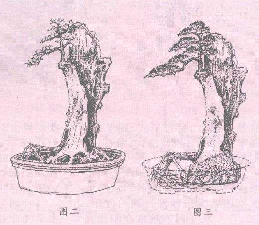 榆树盆景树桩成活后怎么造型的方法