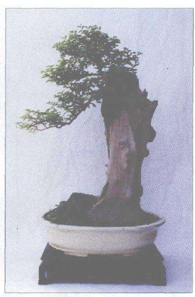 榆树盆景树桩成活后怎么造型的方法