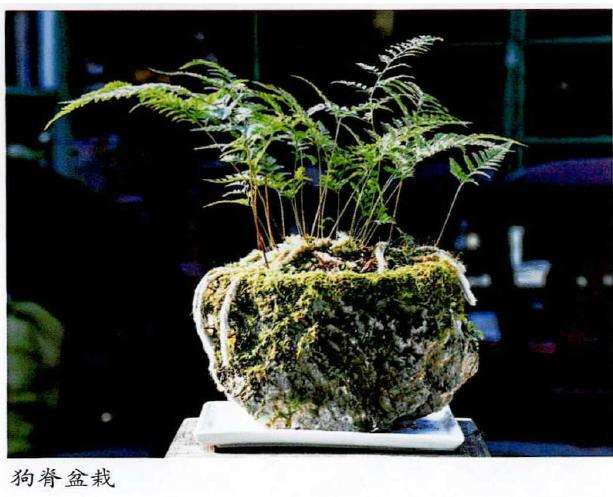 盆栽野草栽培前的2个准备