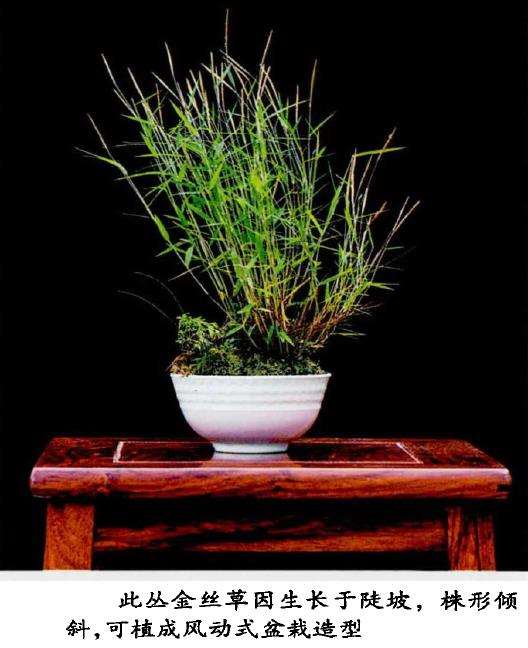 盆栽野草怎么选择的3个方法